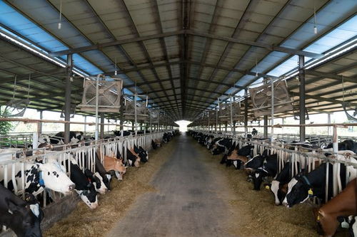 借創(chuàng)建國家食品安全示范城市東風(fēng) 助菏澤食品產(chǎn)業(yè)轉(zhuǎn)型升級 食用農(nóng)產(chǎn)品批發(fā)